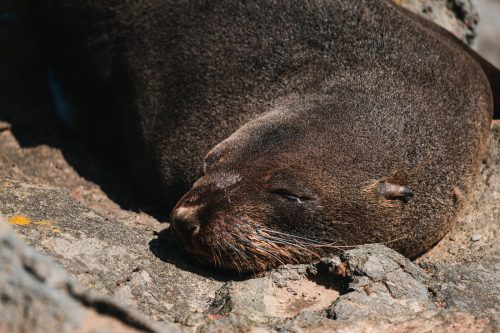 Katiki Historic Reserve