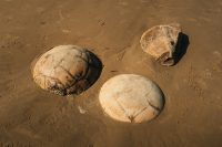 Moeraki Boulders Beach