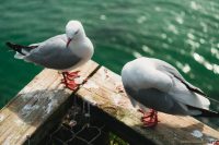 Gulls at The Royal Albatross Centre