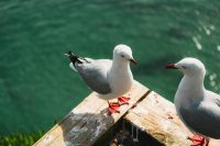 Gulls at The Royal Albatross Centre