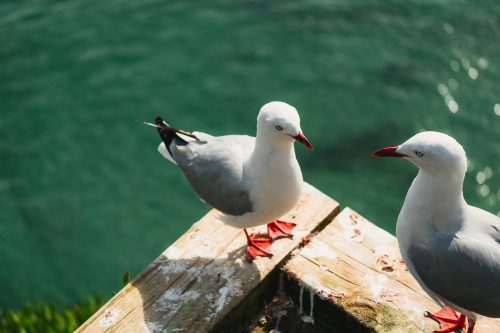 The Royal Albatross Centre