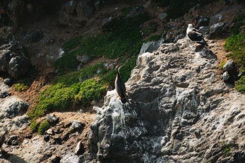 The Royal Albatross Centre