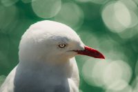 Gull at The Royal Albatross Centre