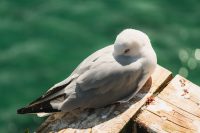 Gull at The Royal Albatross Centre