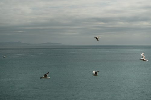 The Royal Albatross Centre