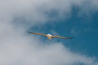 Albatross at The Royal Albatross Centre