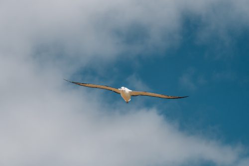 The Royal Albatross Centre