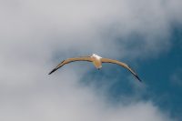 Albatross at The Royal Albatross Centre