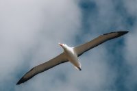 Albatross at The Royal Albatross Centre