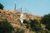 Spoonbill at The Royal Albatross Centre