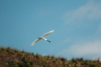 Spoonbill at The Royal Albatross Centre