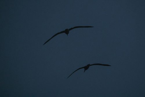 The Royal Albatross Centre