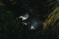 Little Blue Penguin