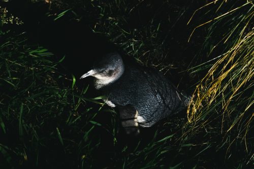 Little Blue Penguin