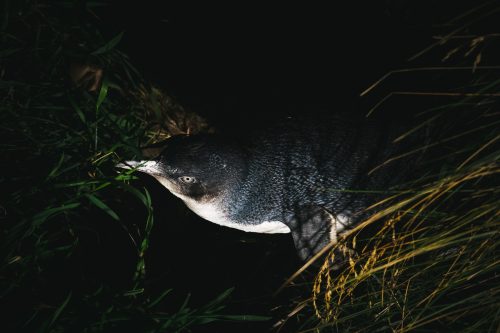 Little Blue Penguin