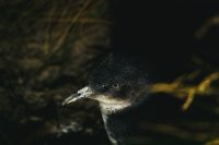 Little Blue Penguin