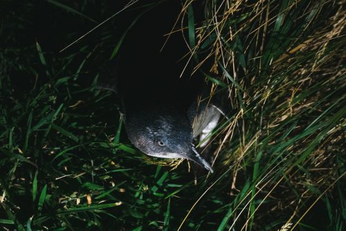 Little Blue Penguin