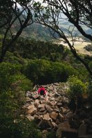 Organ Pipes Track, Mount Cargill Scenic Reserve