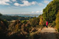 Organ Pipes Track, Mount Cargill Scenic Reserve