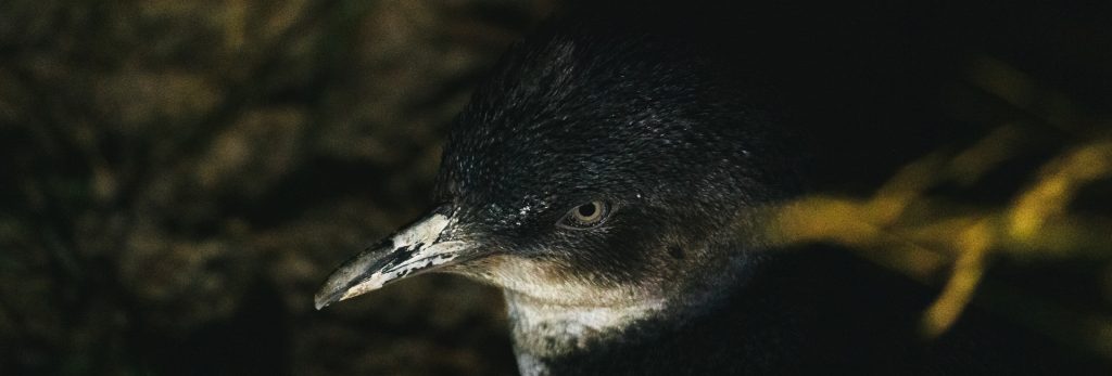 Little Blue Penguins at the Royal Albatross Centre - Otago Peninsula