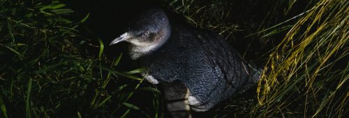 Little Blue Penguins at the Royal Albatross Centre - Otago Peninsula