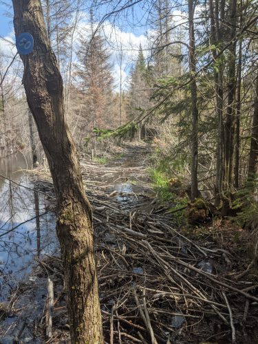 Beaver dam on the CL50