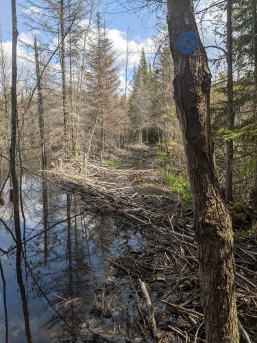 Beaver dam on the CL50