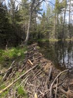 Beaver dam on the CL50