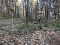 Trail to Peavine Swamp Loop 3 Campsite