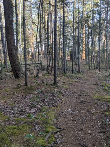 Trail to Peavine Swamp Loop 3 Campsite