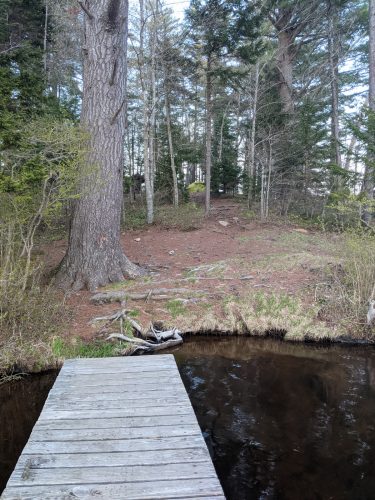 Views of Peavine Swamp Loop 3 Campsite