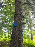 Cranberry Lake 50 / CL50 hike Cranberry Lake 50 / CL50 hike