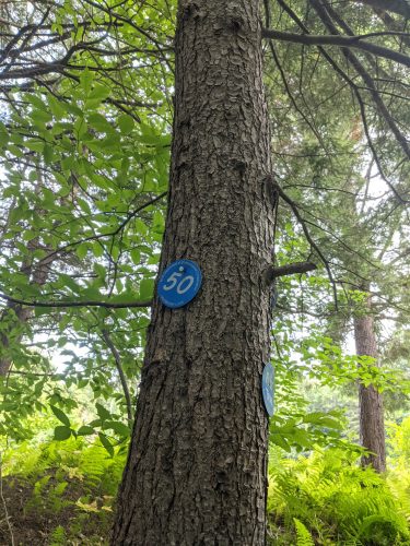 Cranberry Lake 50 / CL50 hike