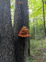 Cranberry Lake 50 / CL50 hike Cranberry Lake 50 / CL50 hike