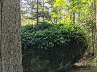 Cranberry Lake 50 / CL50 hike Cranberry Lake 50 / CL50 hike