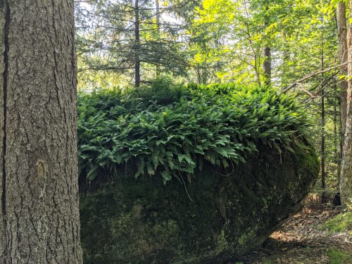 Cranberry Lake 50 / CL50 hike